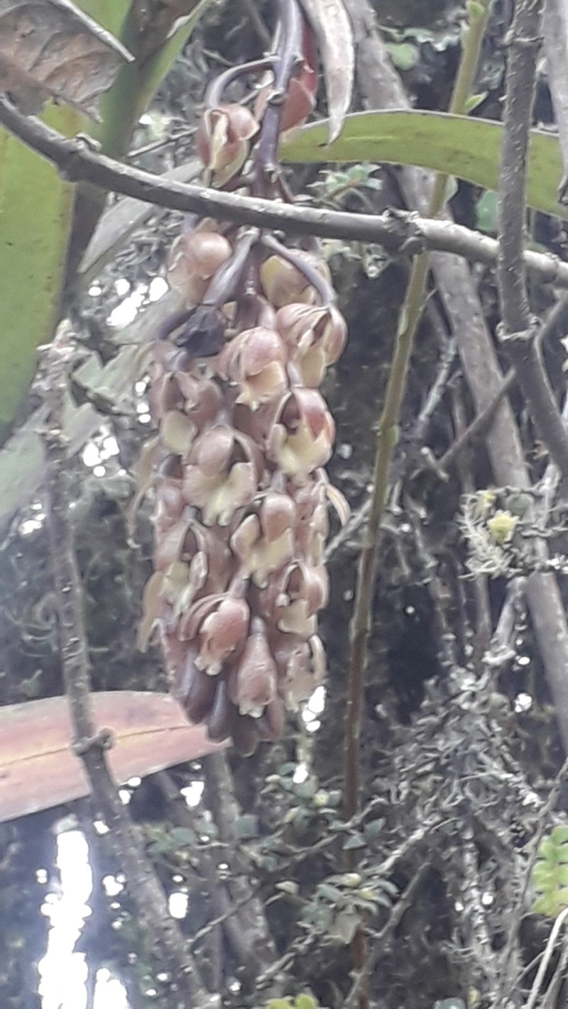 Epidendrum baryanthum photo 4