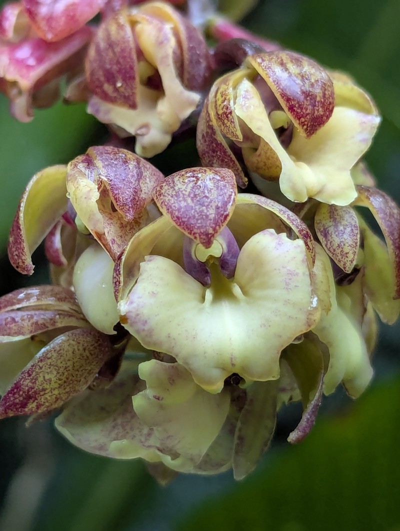 Epidendrum baryanthum photo 6