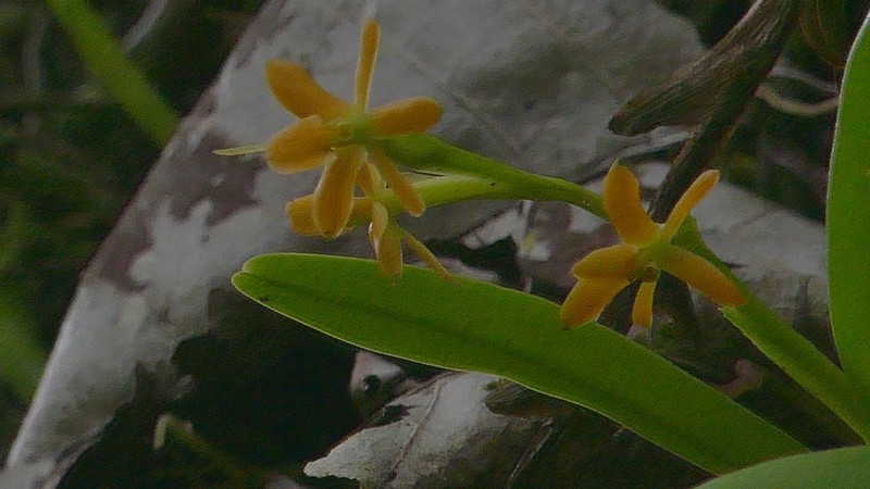Epidendrum beatricis photo 2
