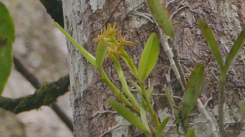 Epidendrum beatricis photo 5