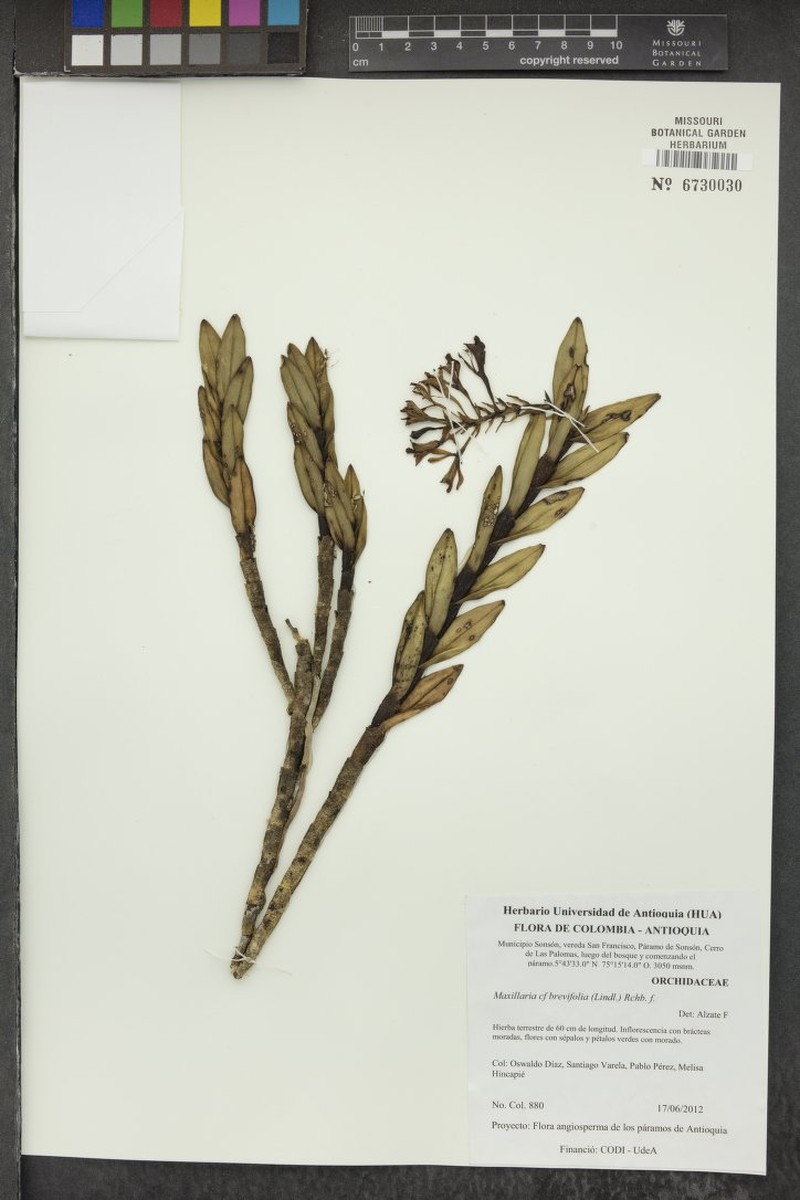 Epidendrum betancurii