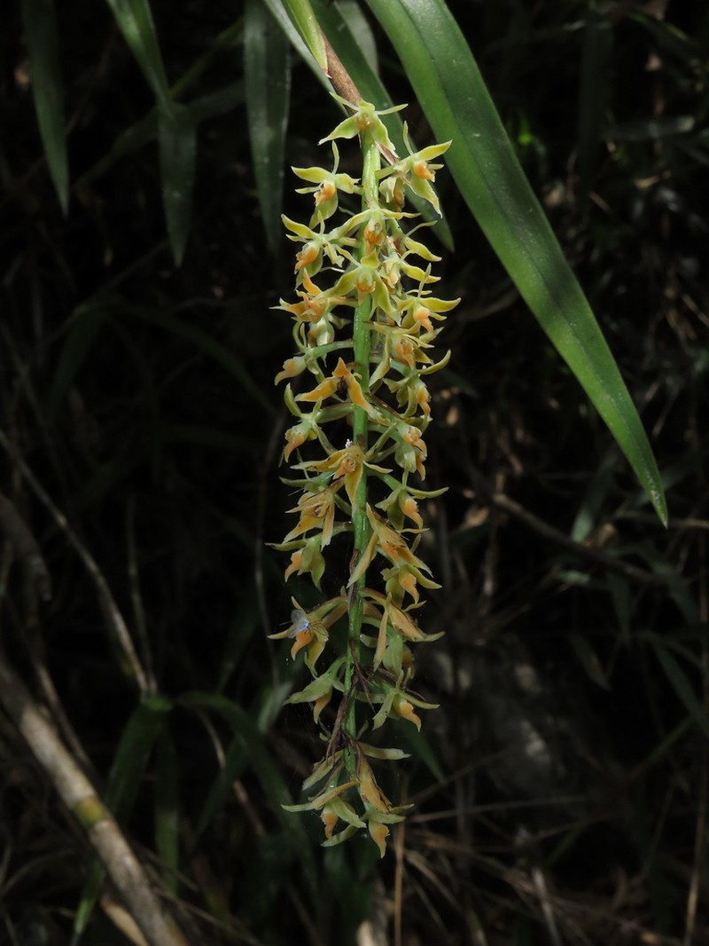 Epidendrum bicornialpicola