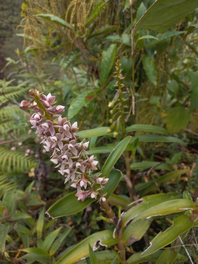 Epidendrum borealistachyum