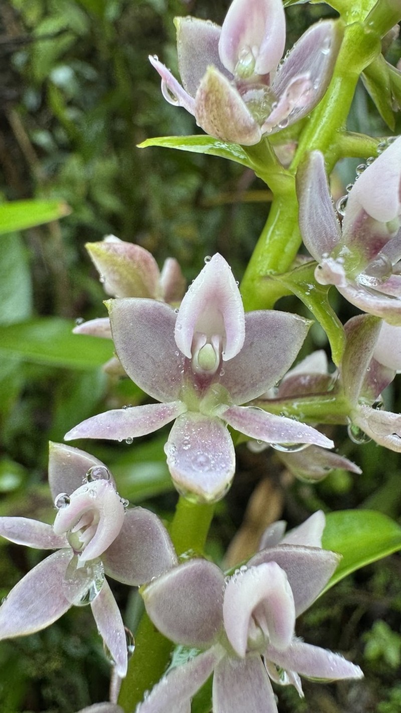 Epidendrum borealistachyum photo 2
