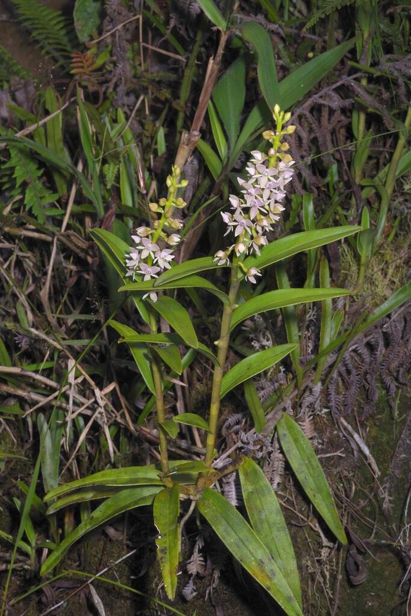 Epidendrum borealistachyum photo 3
