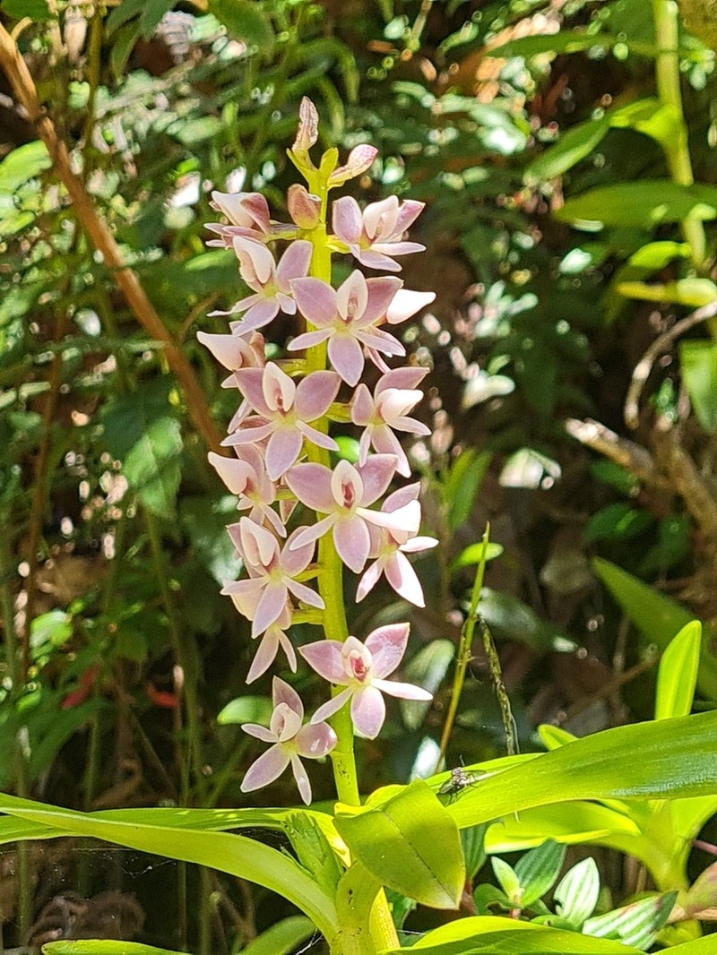 Epidendrum borealistachyum photo 4