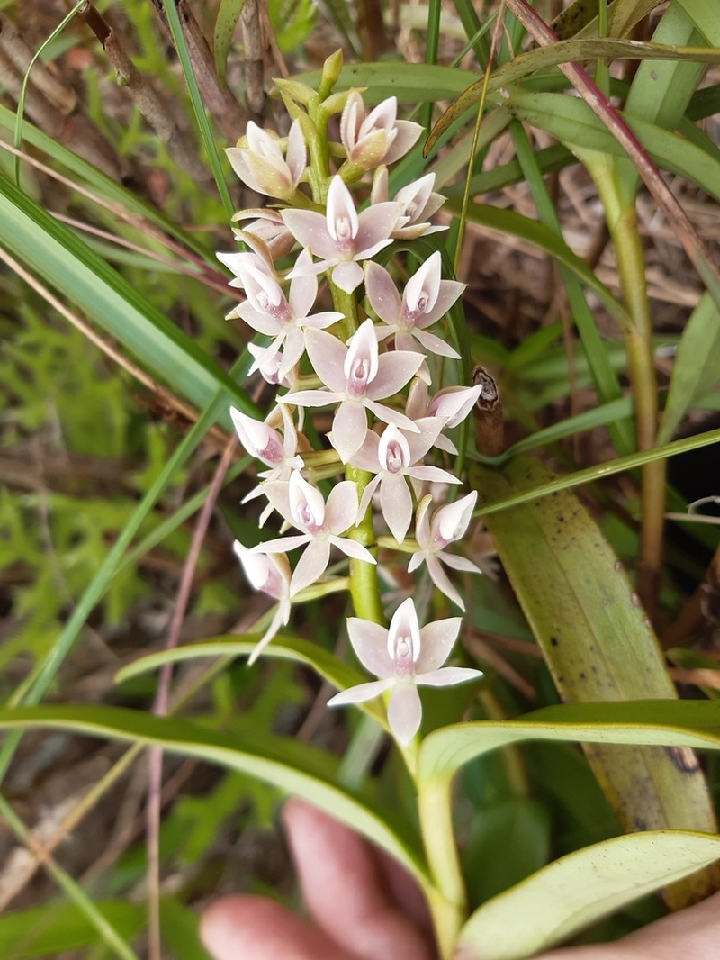 Epidendrum borealistachyum photo 5