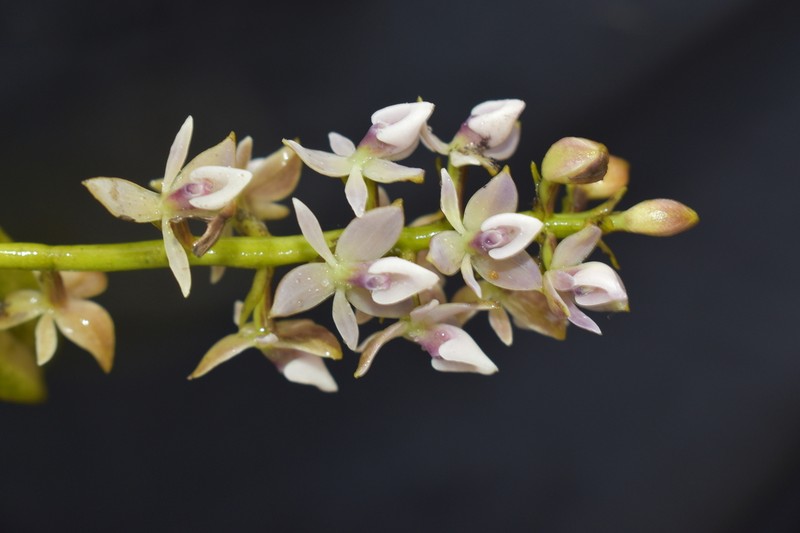 Epidendrum borealistachyum photo 6
