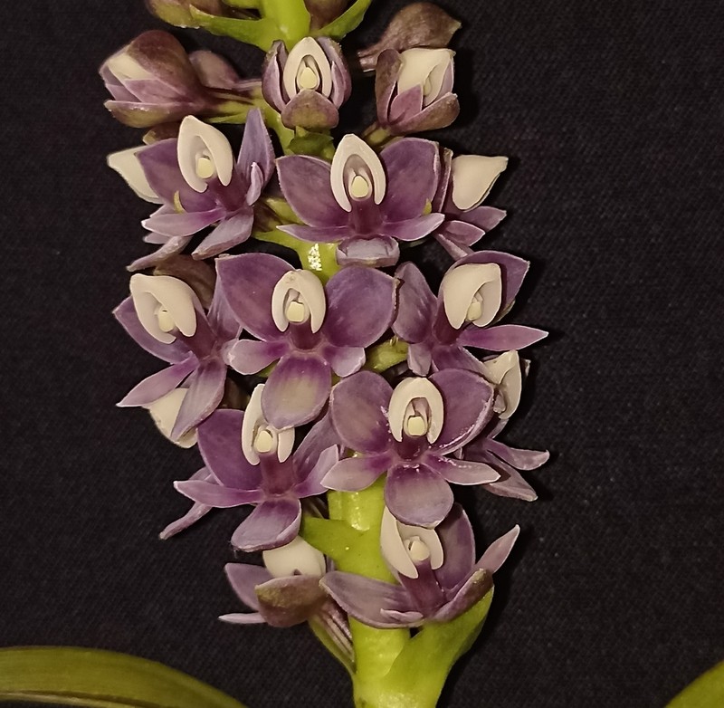 Epidendrum borealistachyum photo 8