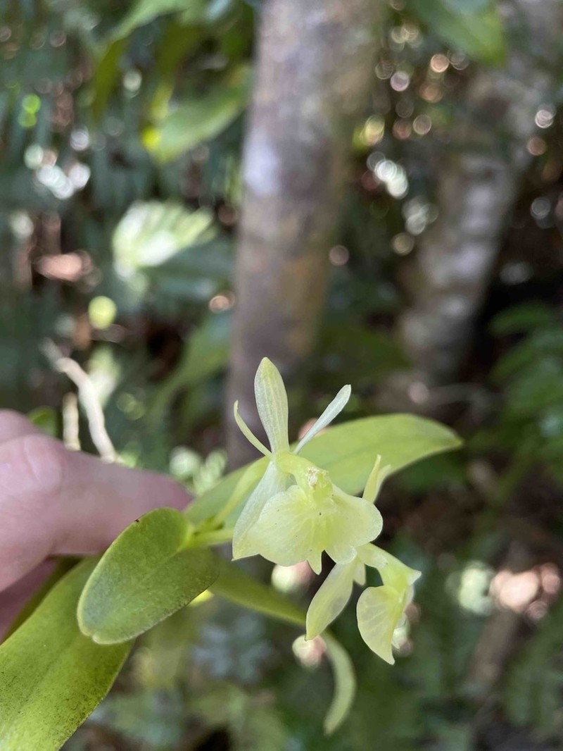Fleshy Star Orchid