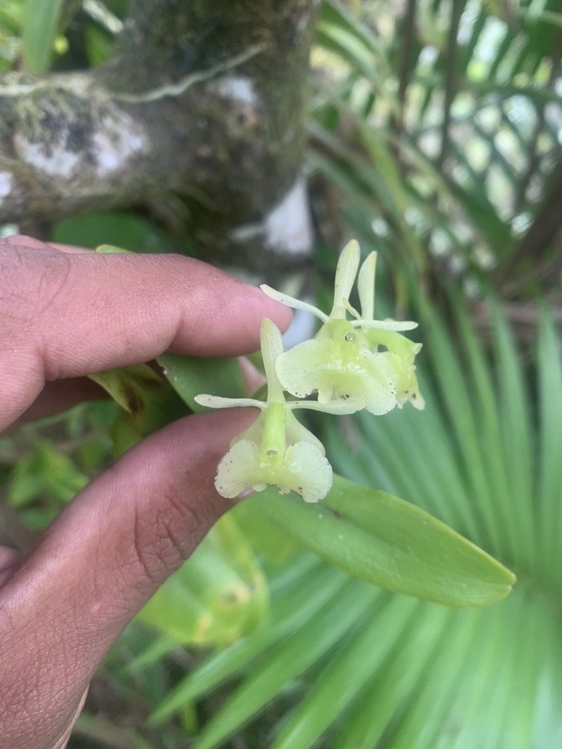 Fleshy Star Orchid photo 2