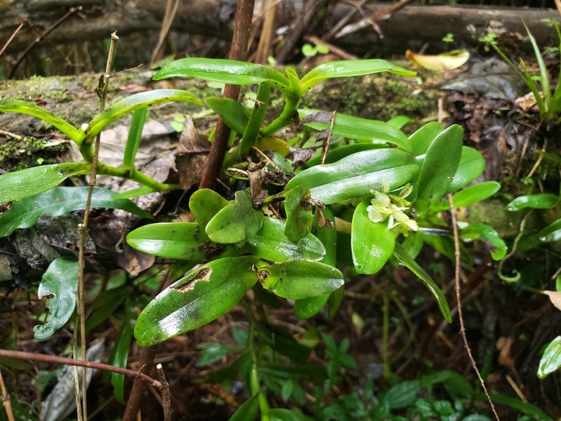 Fleshy Star Orchid photo 3