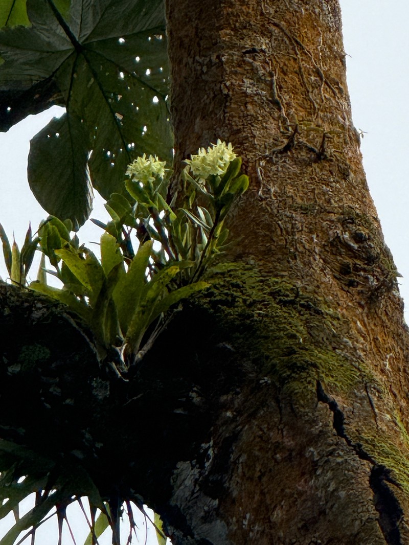 Fleshy Star Orchid photo 4