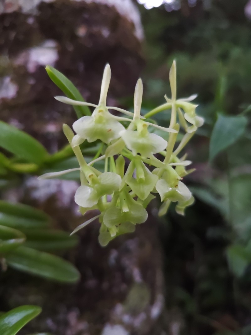 Fleshy Star Orchid photo 5