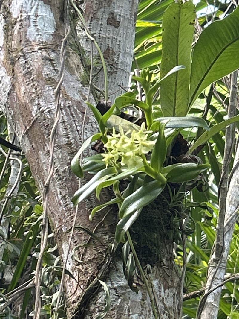 Fleshy Star Orchid photo 6