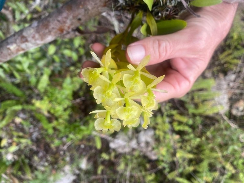 Fleshy Star Orchid photo 7