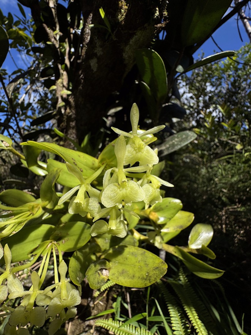 Fleshy Star Orchid photo 8