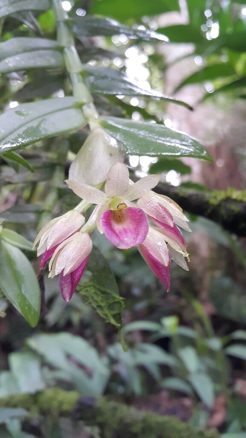 Epidendrum brachyrhodochilum