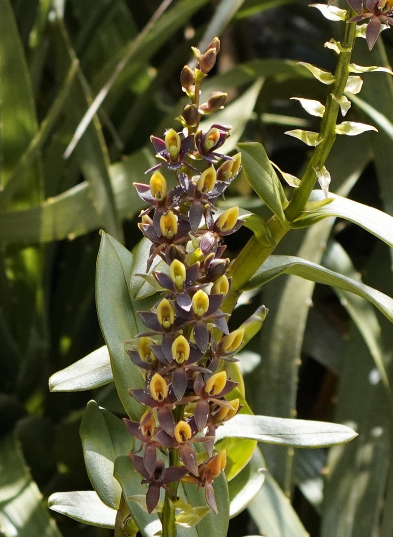 Epidendrum brachystelestachyum
