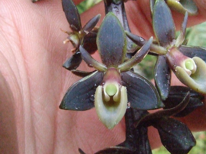 Epidendrum brachystelestachyum photo 3