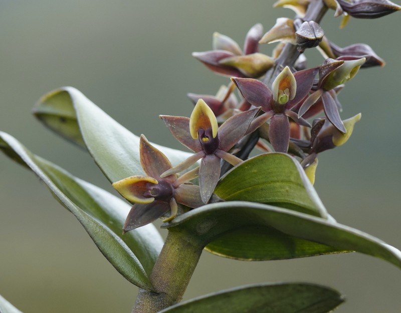 Epidendrum brachystelestachyum photo 4