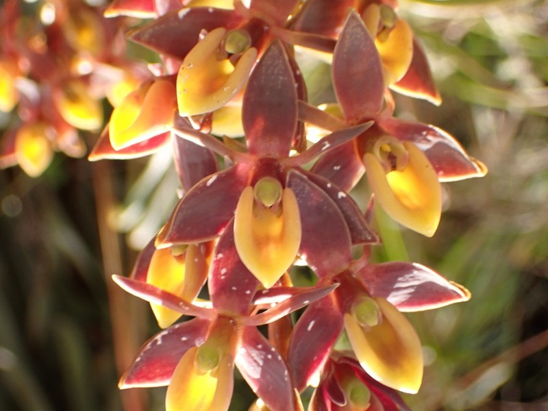 Epidendrum brachystelestachyum photo 5
