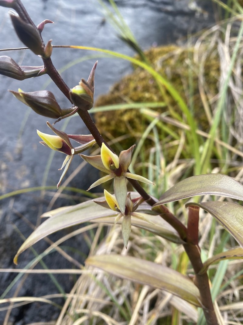 Epidendrum brachystelestachyum photo 6