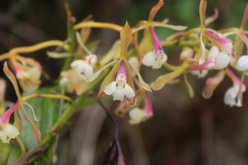 Epidendrum brevicallosum