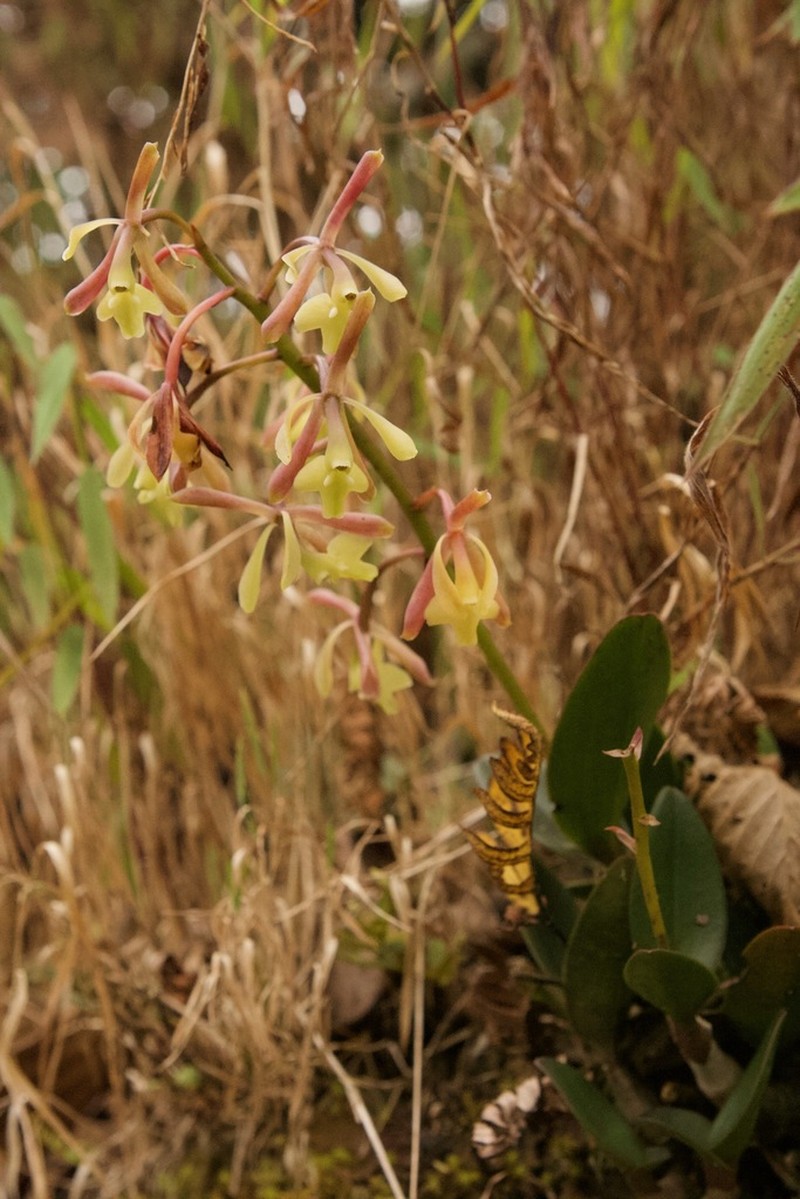 Epidendrum brevicallosum photo 2