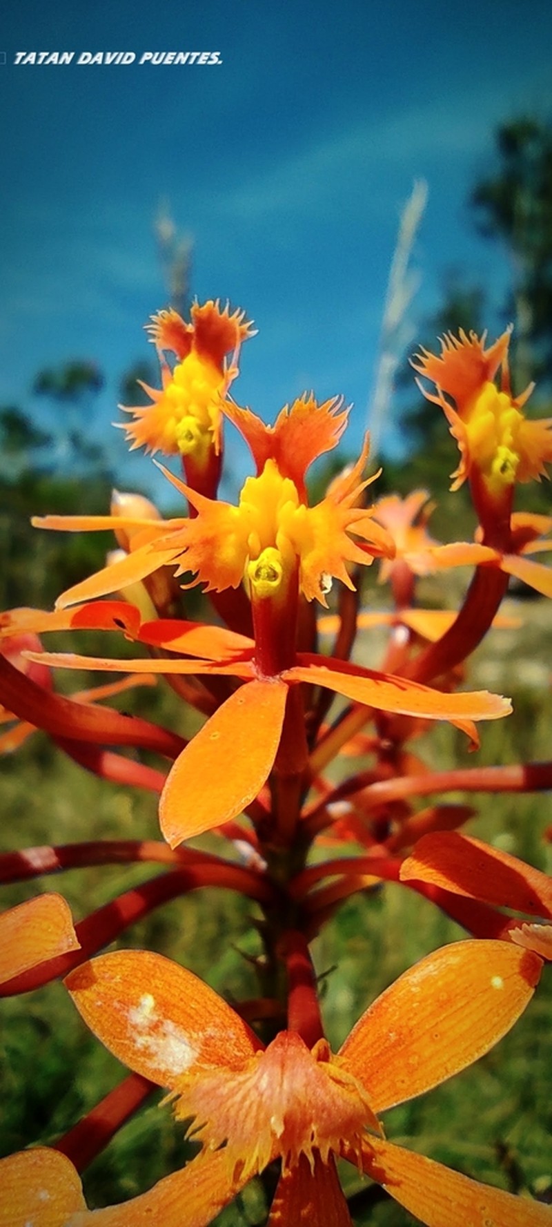 Epidendrum calimaense