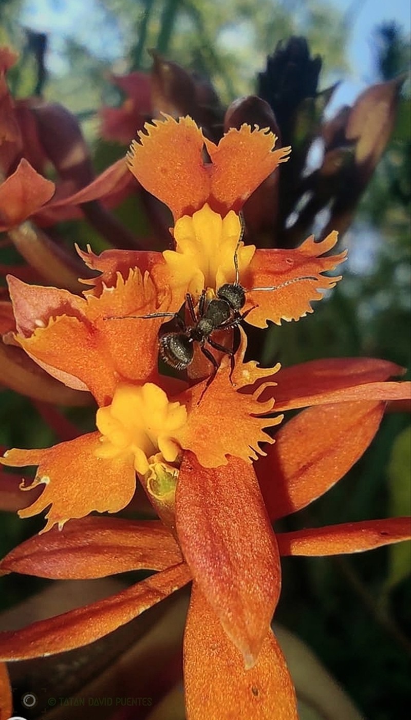 Epidendrum calimaense photo 2
