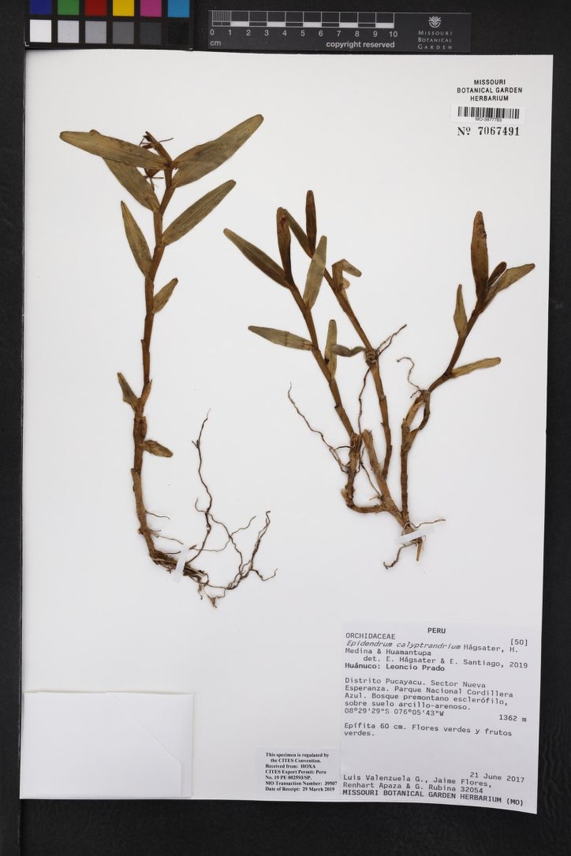Epidendrum calyptrandrium