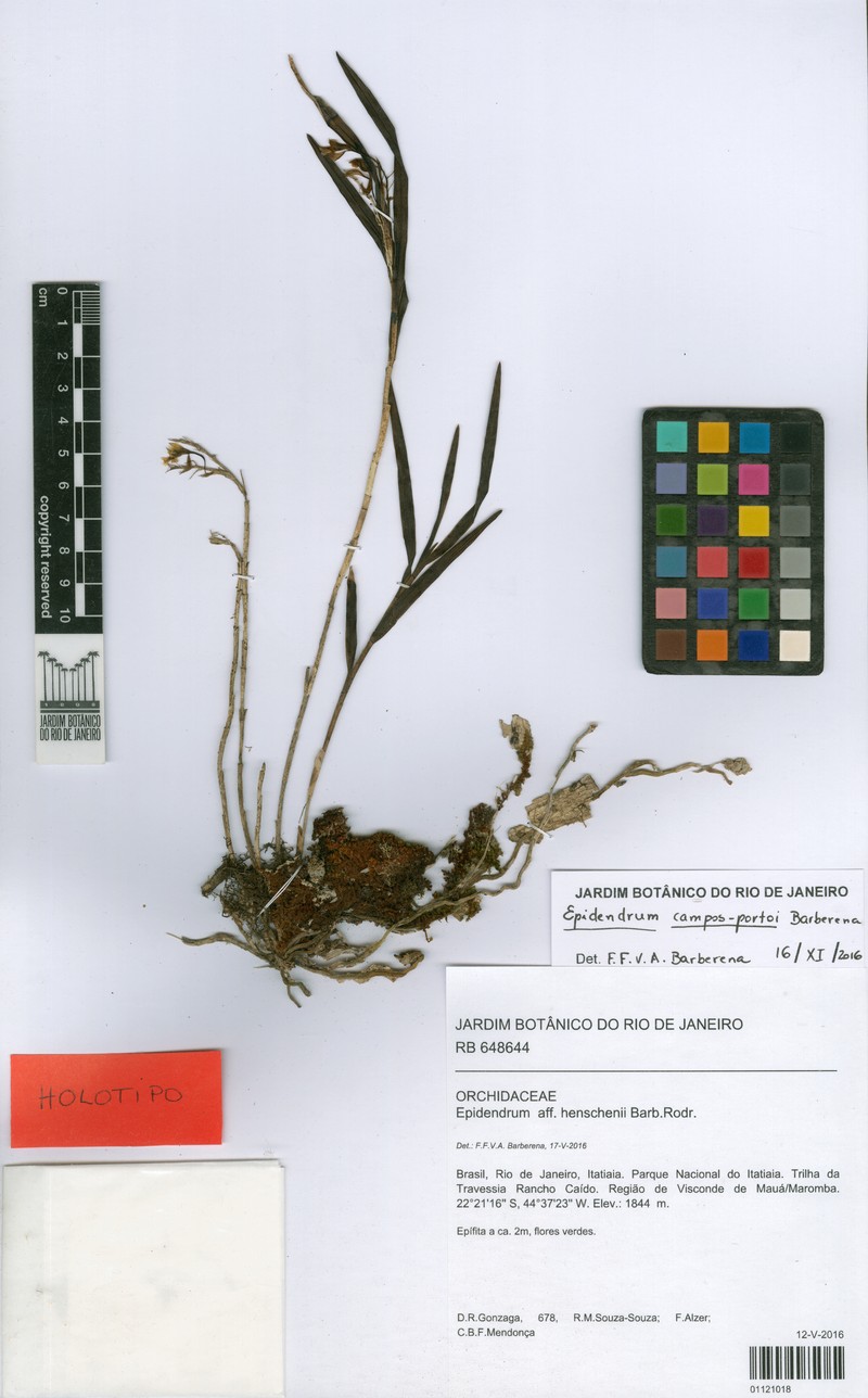 Epidendrum campos-portoi