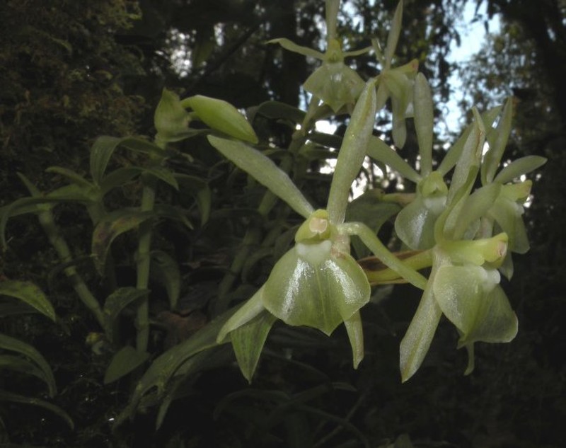 Epidendrum cardiomorphum
