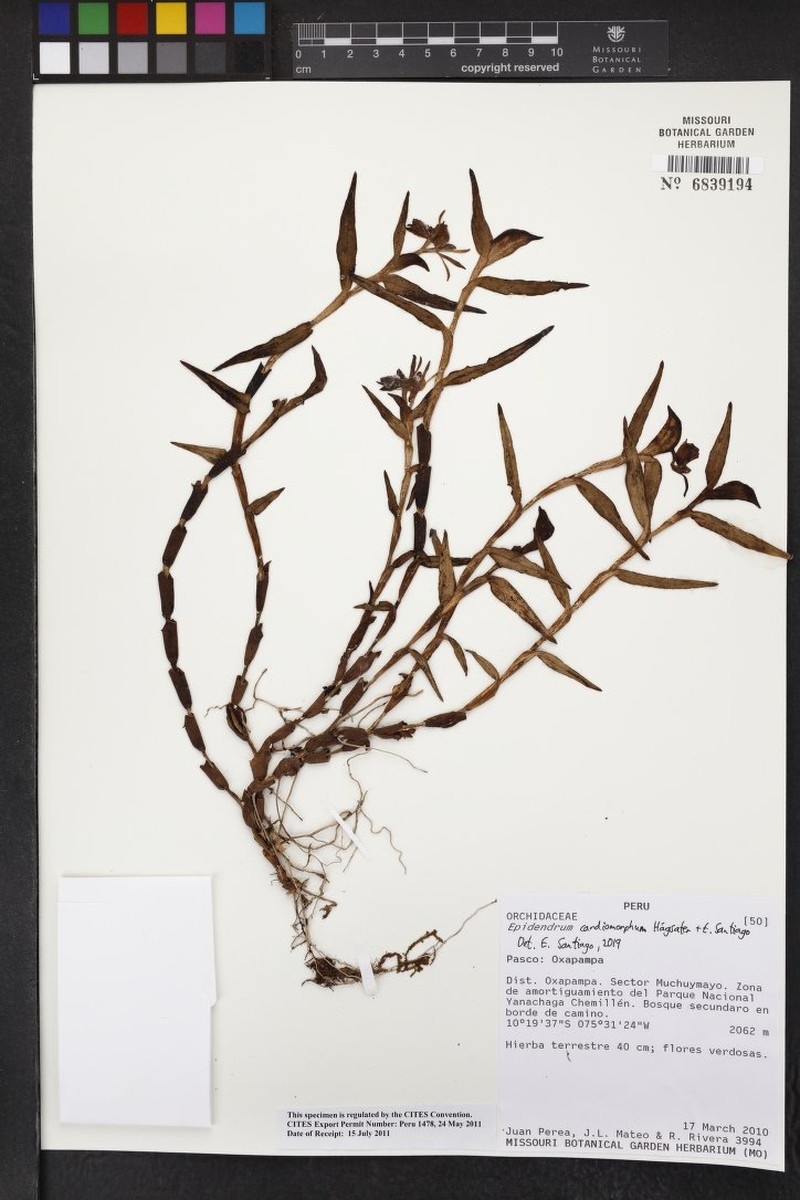 Epidendrum cardiomorphum photo 2