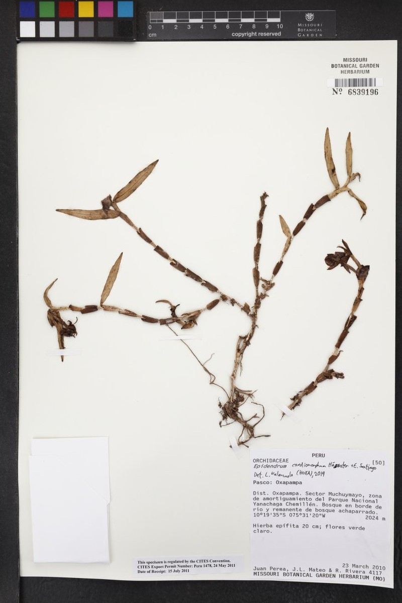 Epidendrum cardiomorphum photo 3