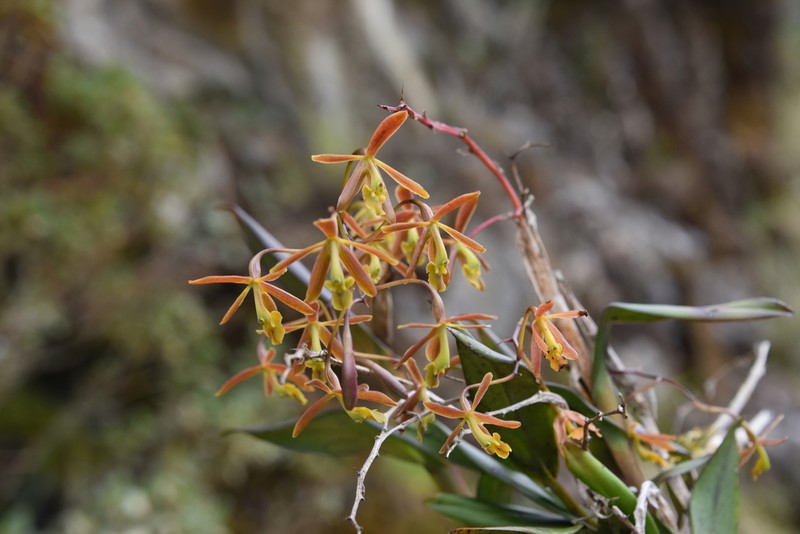 Epidendrum carlos-uribei