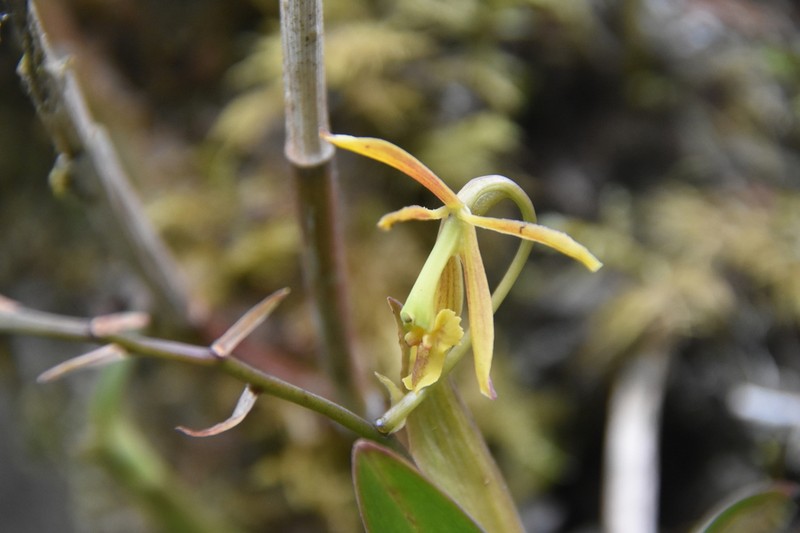 Epidendrum carlos-uribei photo 2