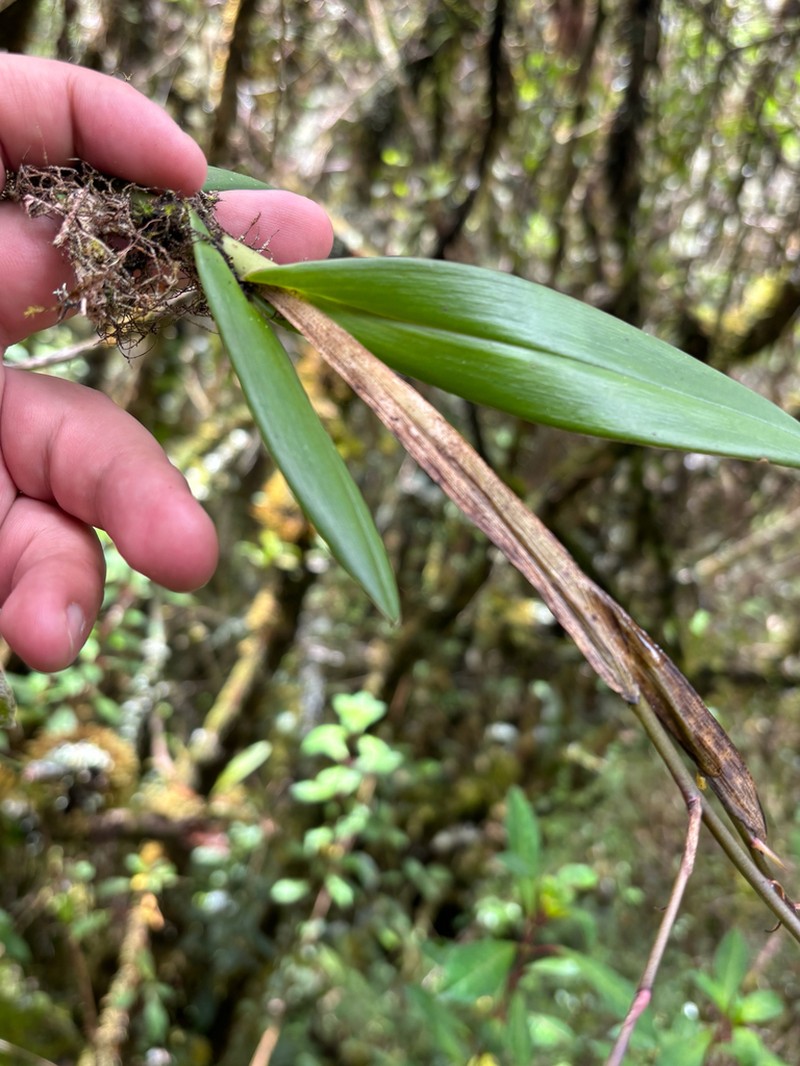 Epidendrum carlos-uribei photo 3