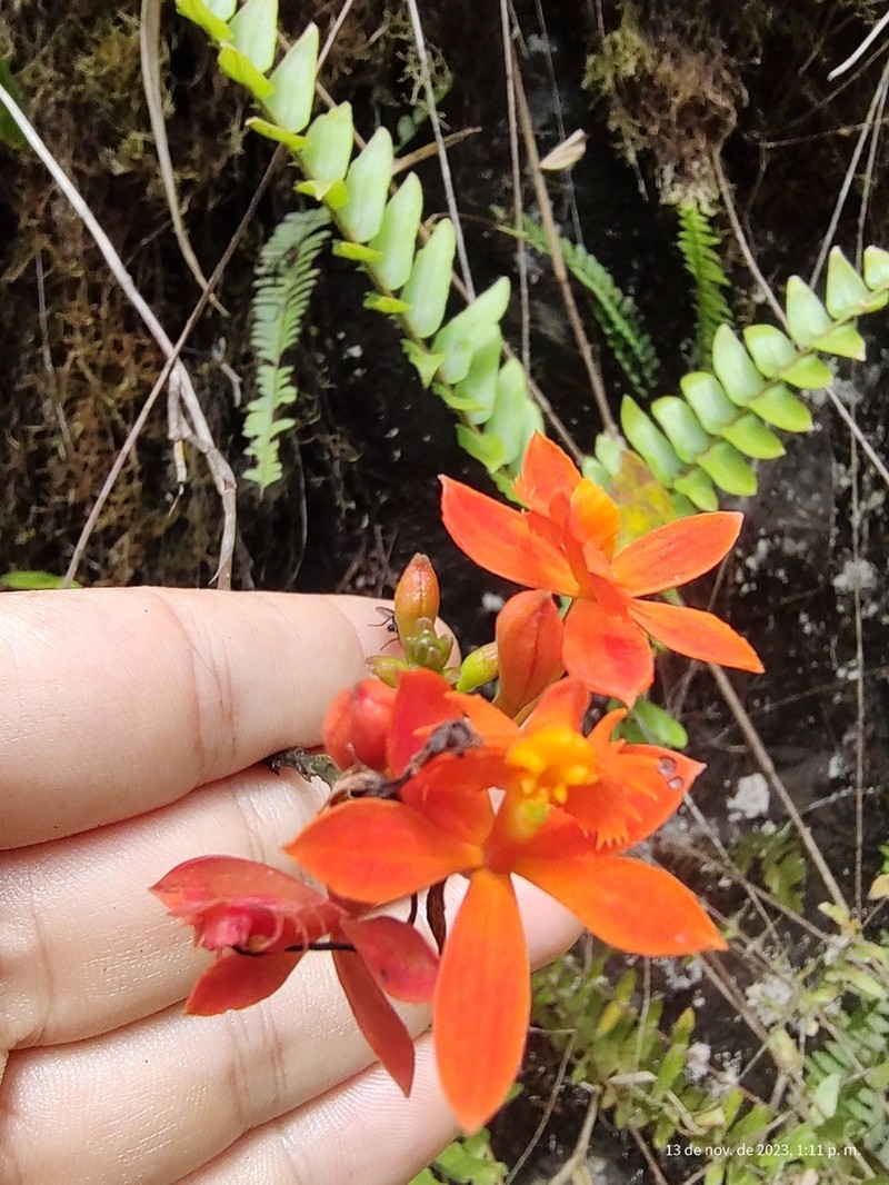 Epidendrum celsiae