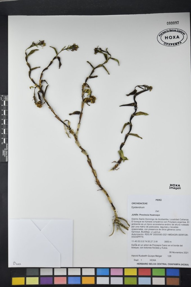 Epidendrum centralense