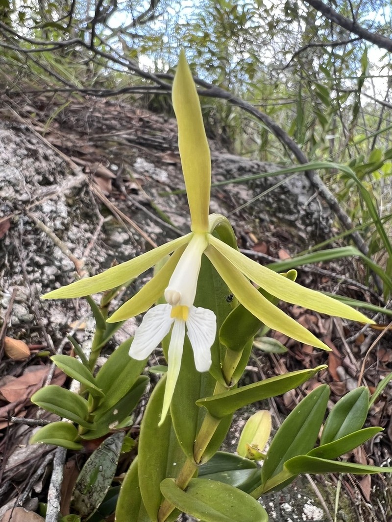 Epidendrum chartacifolium photo 2