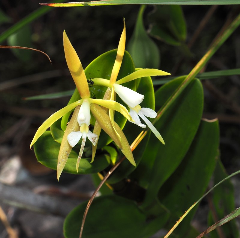 Epidendrum chartacifolium photo 3