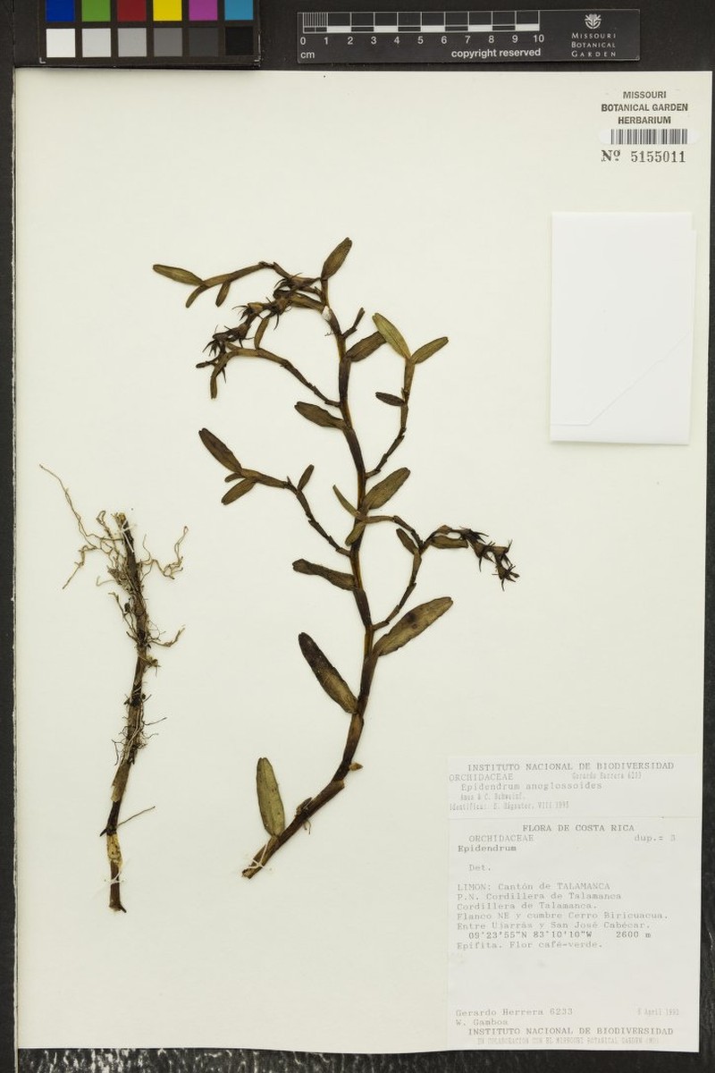 Epidendrum chespiritorum