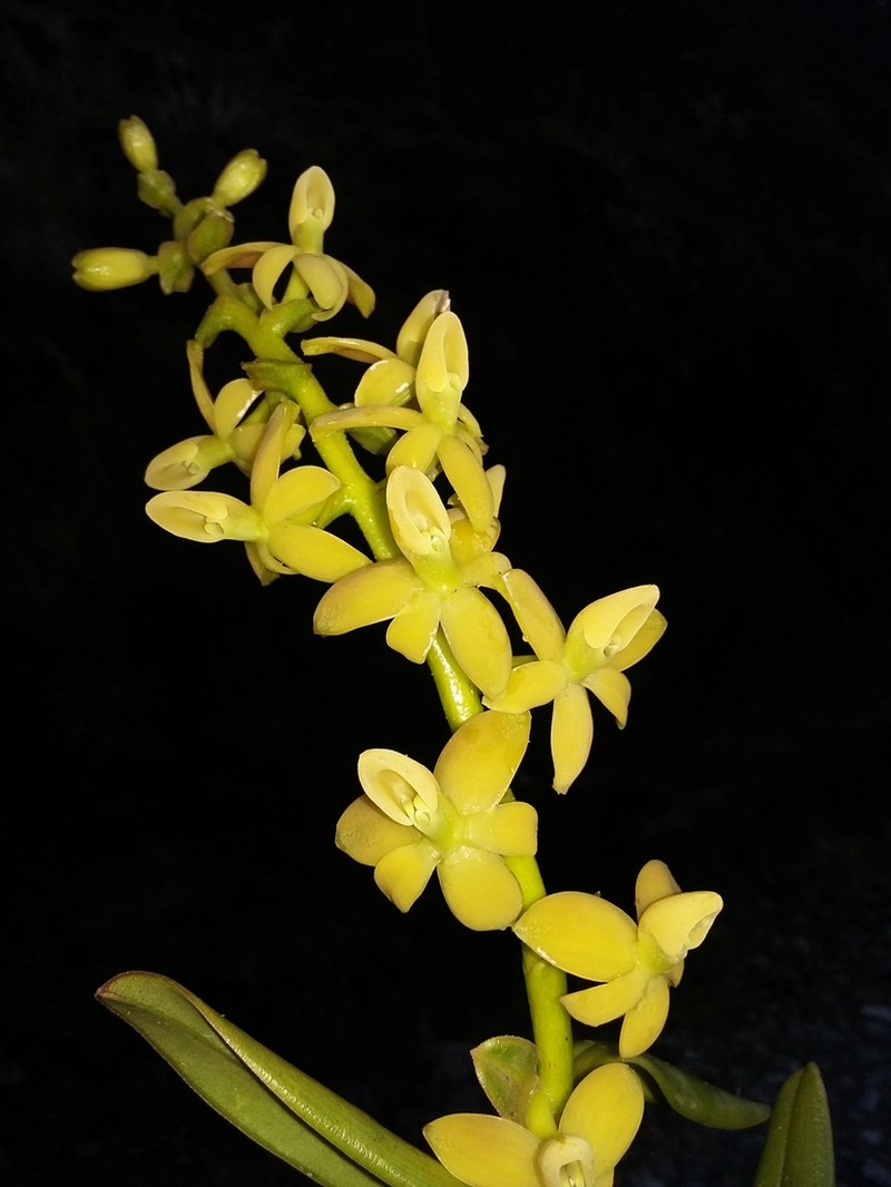 Epidendrum chingazaense