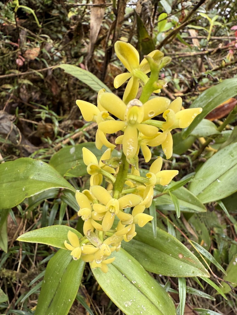 Epidendrum chingazaense photo 2