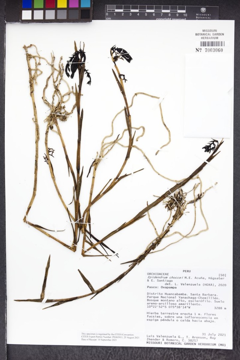 Epidendrum choccei