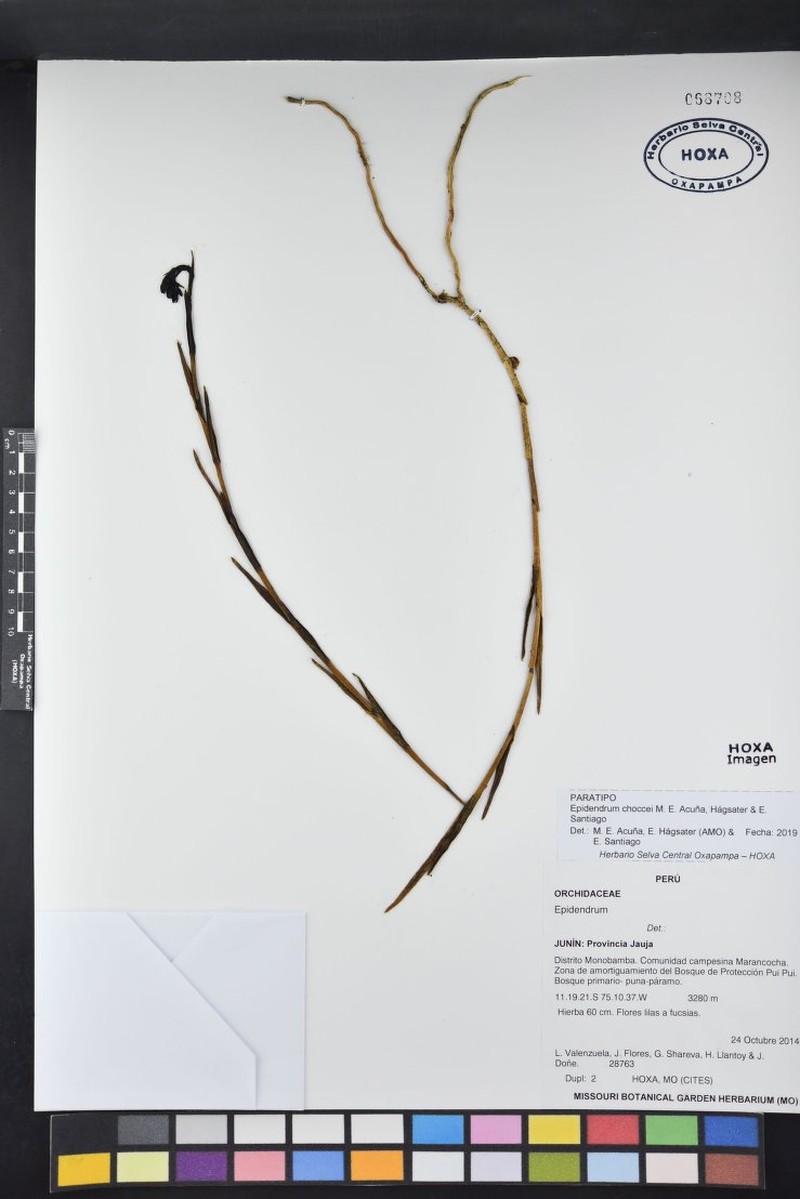 Epidendrum choccei photo 2