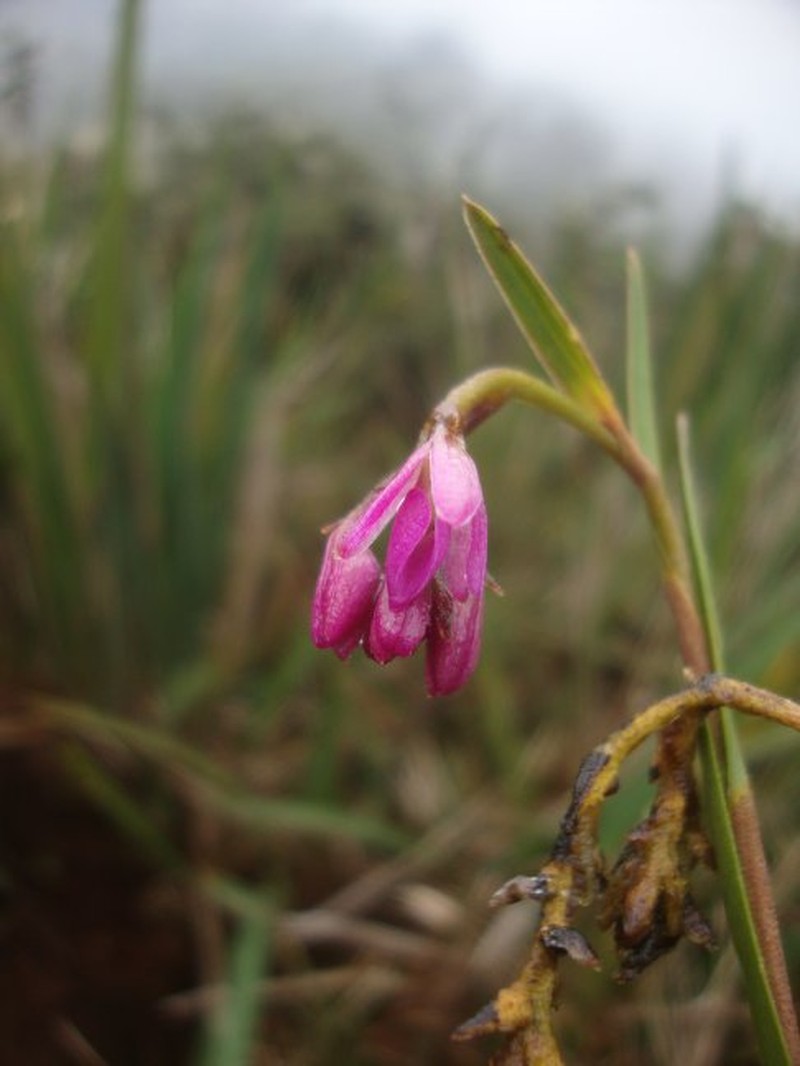 Epidendrum choccei photo 3
