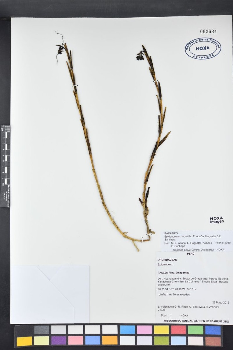 Epidendrum choccei photo 4